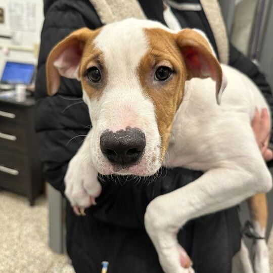 G-Baby, a ADOPTABLE Mixed Breed in Jackson, MI image 2/2