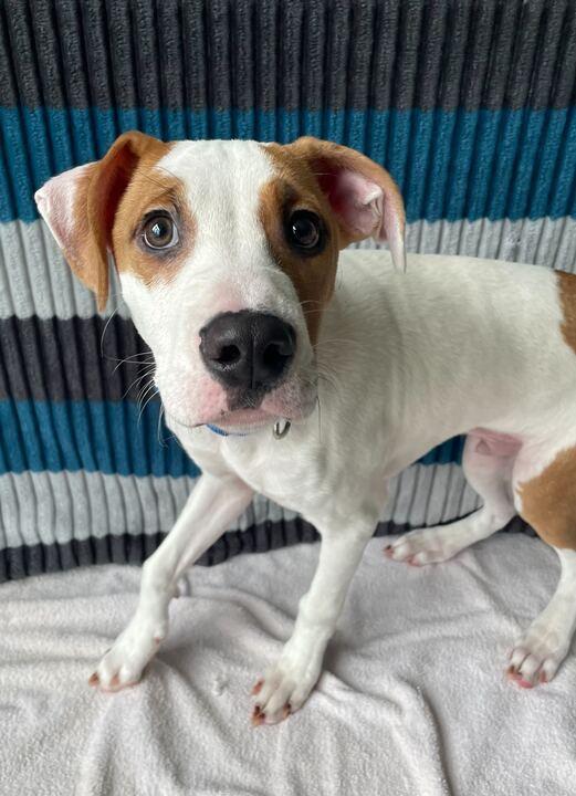 Enlarge G-Baby, an adoptable Mixed Breed in Jackson, MI image 2/5