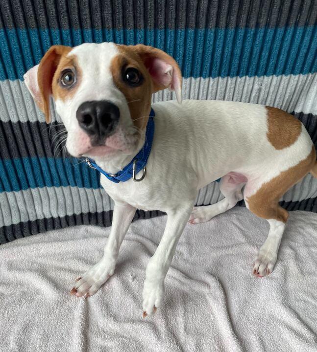 Enlarge G-Baby, an adoptable Mixed Breed in Jackson, MI image 4/5