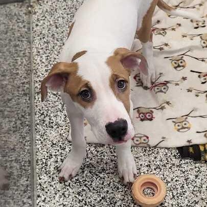 G-Baby, a ADOPTABLE Mixed Breed in Jackson, MI image 1/2