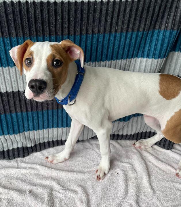 Enlarge G-Baby, an adoptable Mixed Breed in Jackson, MI image 3/5