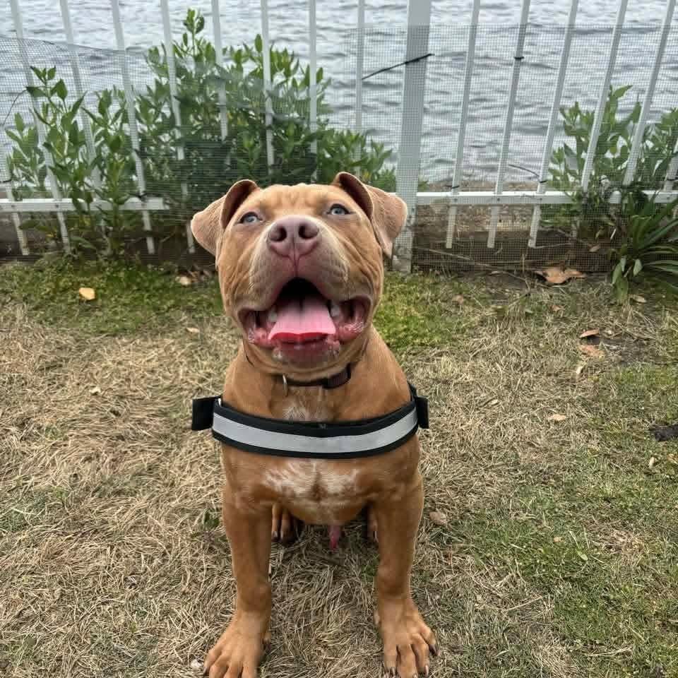Enlarge Chalupa, a Adoptable American Staffordshire Terrier in Zuni, VA image 1/6