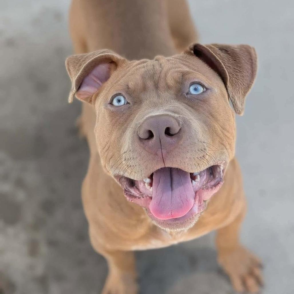 Enlarge Chalupa, a Adoptable American Staffordshire Terrier in Zuni, VA image 2/6