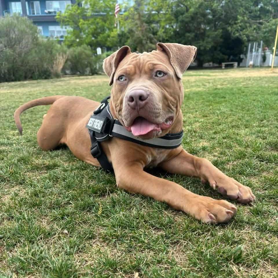 Enlarge Chalupa, a Adoptable American Staffordshire Terrier in Zuni, VA image 3/6