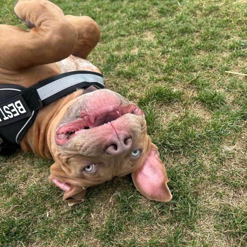 Enlarge Chalupa, a Adoptable American Staffordshire Terrier in Zuni, VA image 5/6