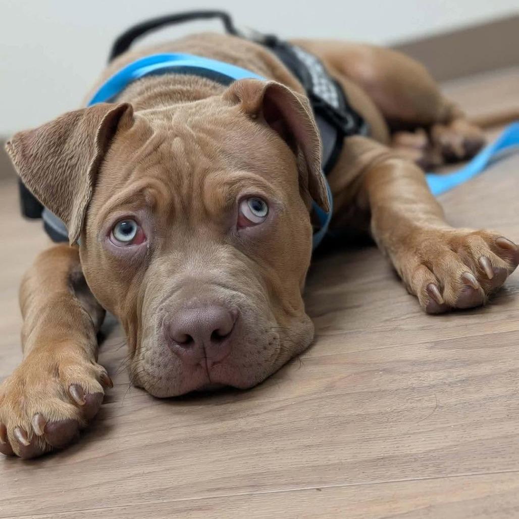 Enlarge Chalupa, a Adoptable American Staffordshire Terrier in Zuni, VA image 6/6