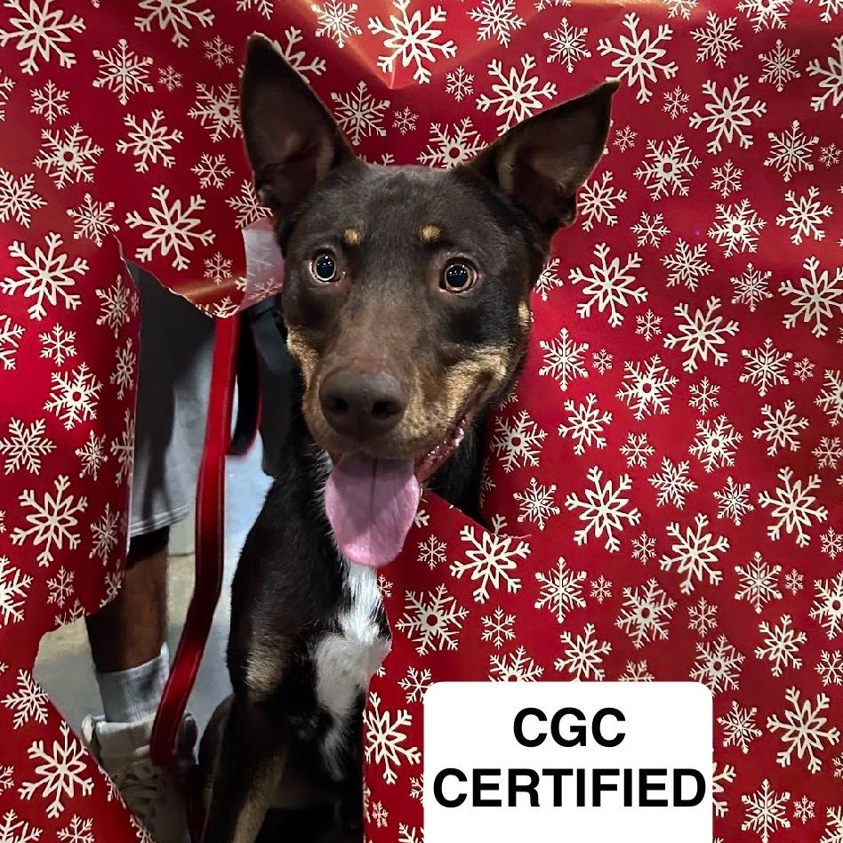 Gravy 0124, an adoptable Border Collie in Sonora, CA, 95370 | Photo Image 1