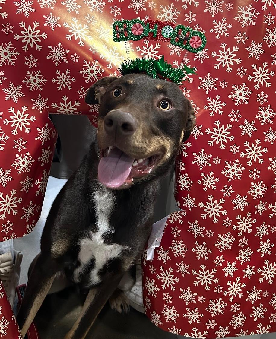 Gravy 0124, an adoptable Border Collie in Sonora, CA, 95370 | Photo Image 3