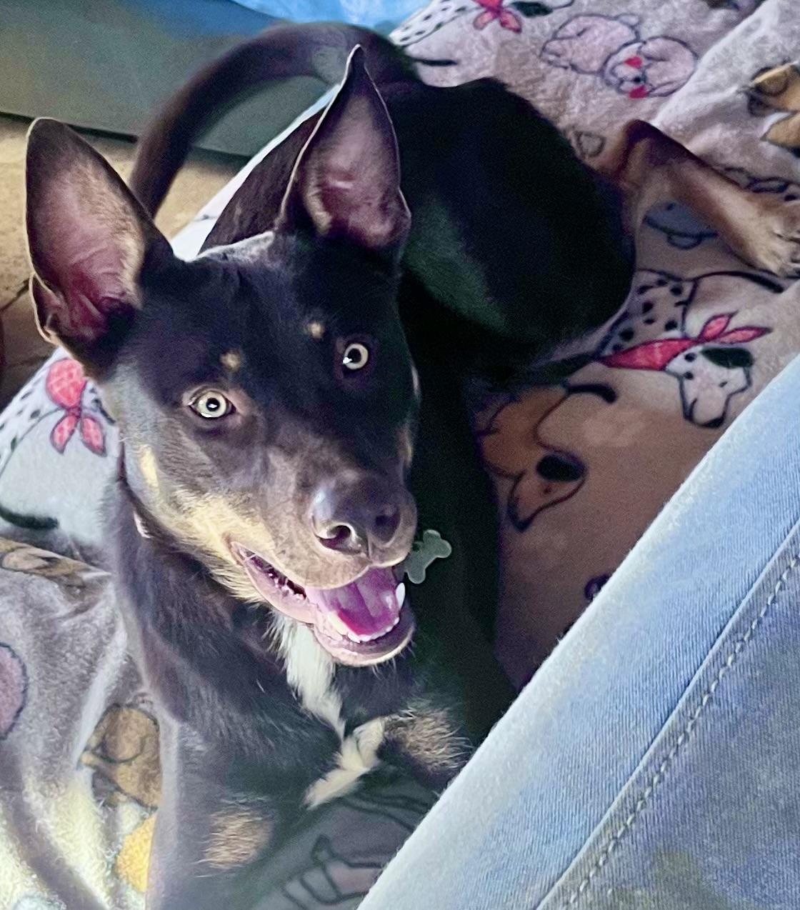 Enlarge Gravy 0124, a Adoptable mixed breed in Sonora, CA image 5/6