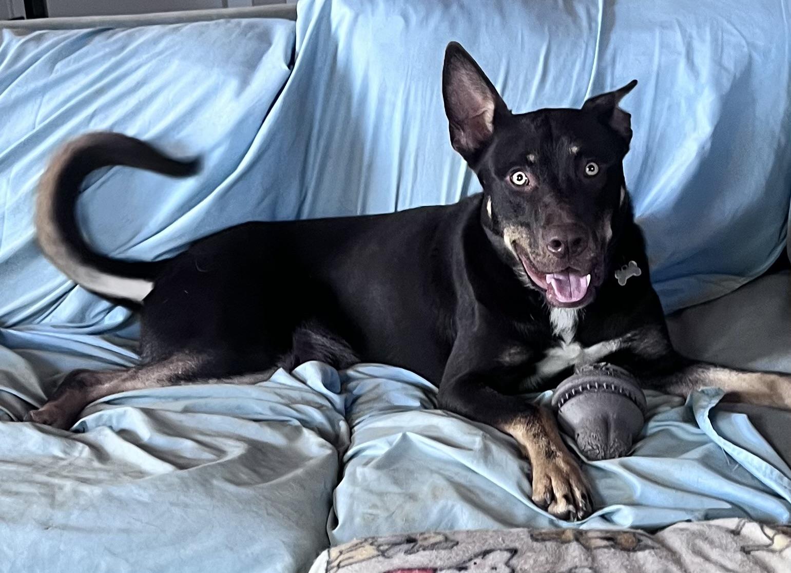 Enlarge Gravy 0124, a Adoptable mixed breed in Sonora, CA image 6/6