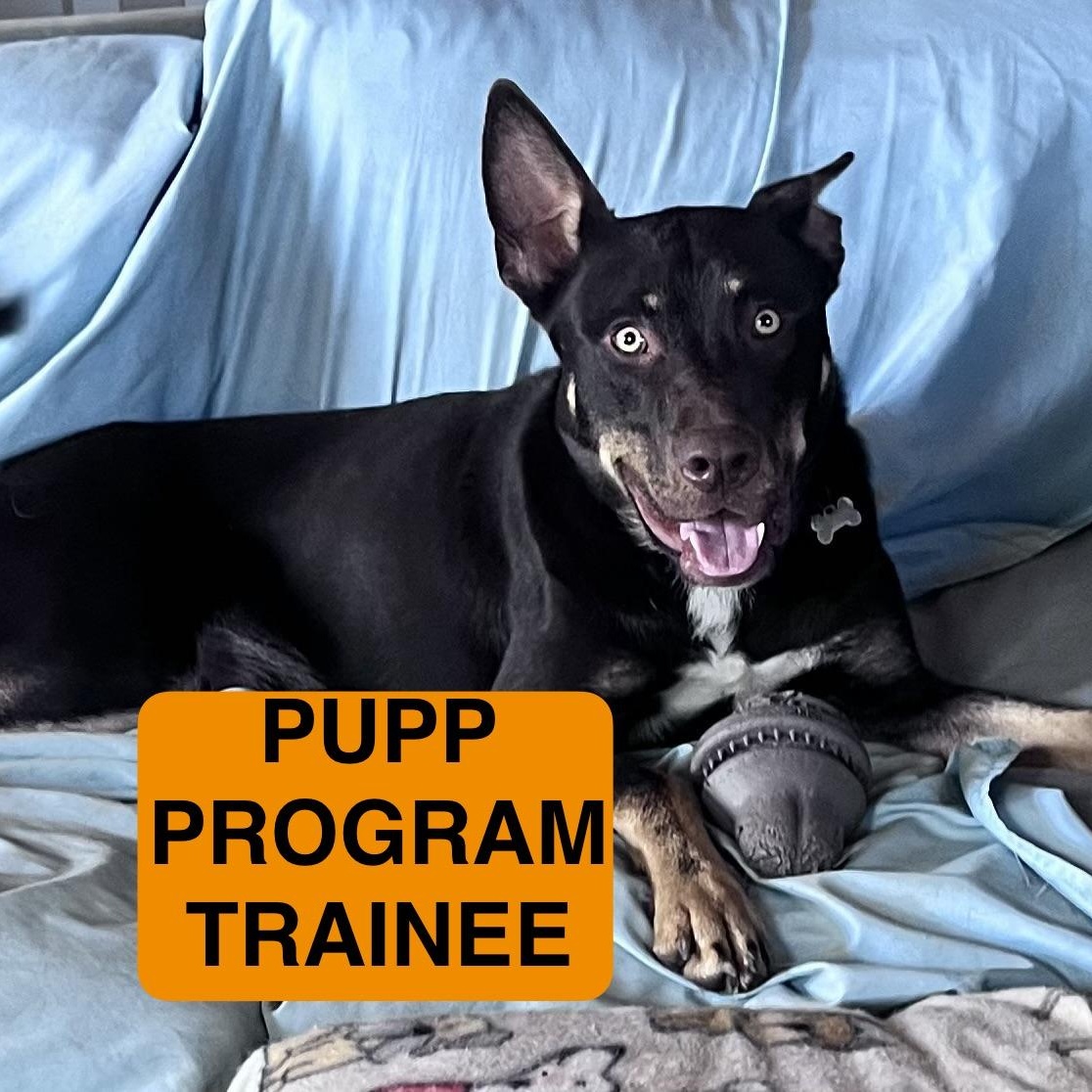 Enlarge Gravy 0124, a Adoptable mixed breed in Sonora, CA image 4/6