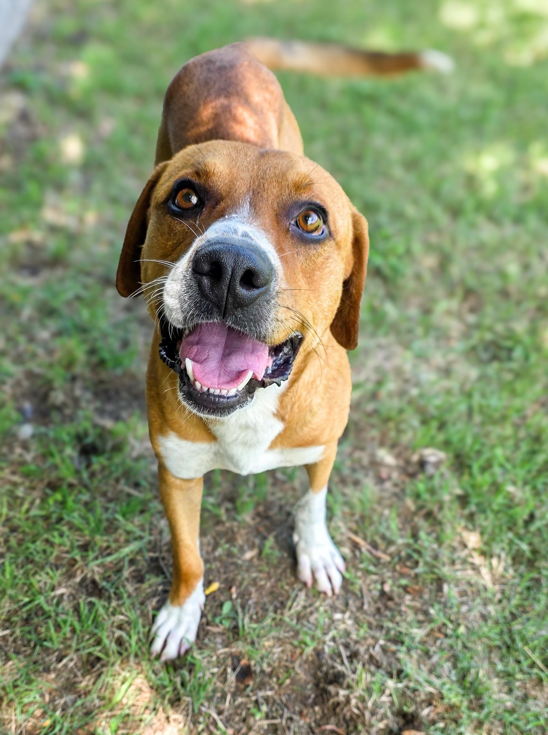 Enlarge Bradley, a Adoptable mixed breed in Albany, NY image 3/3