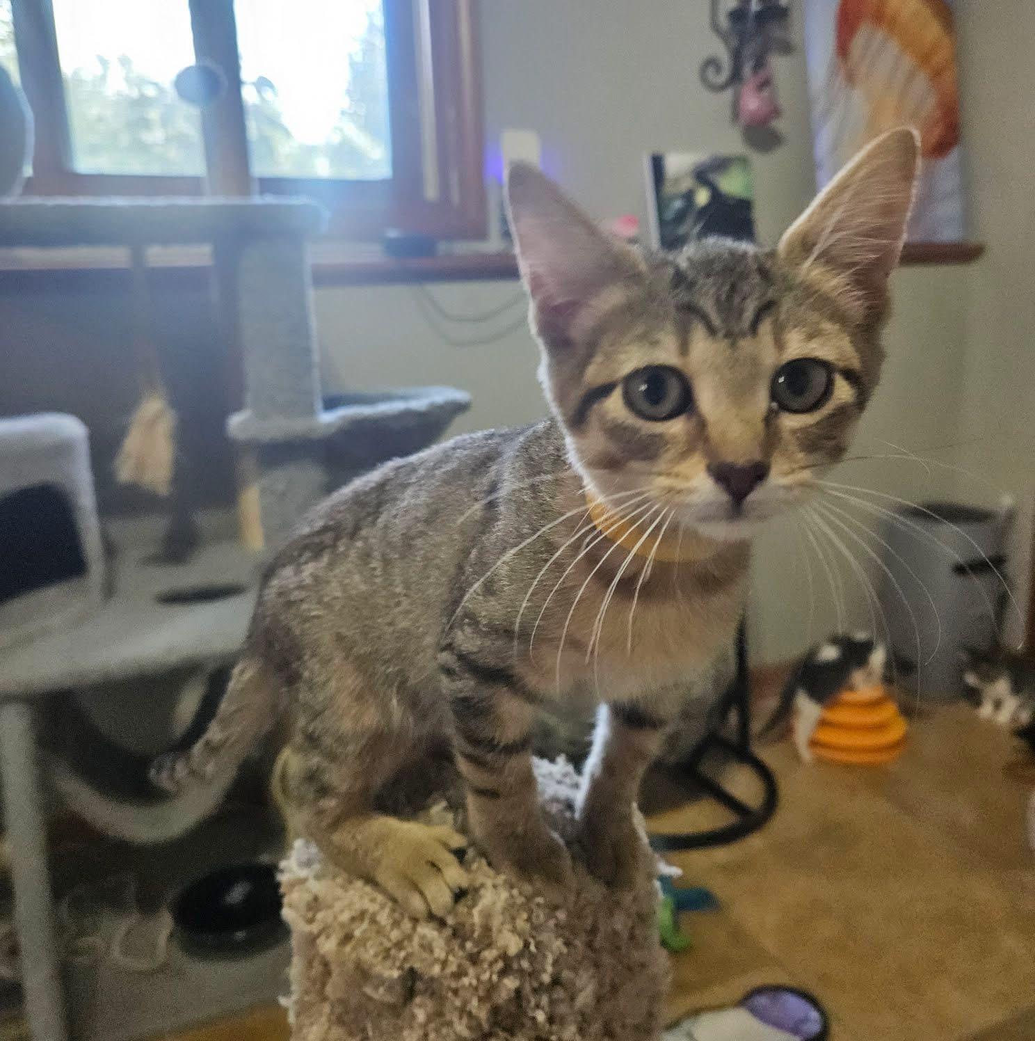 Enlarge Rose, a Adopted Tabby in Manhattan, KS image 2/2