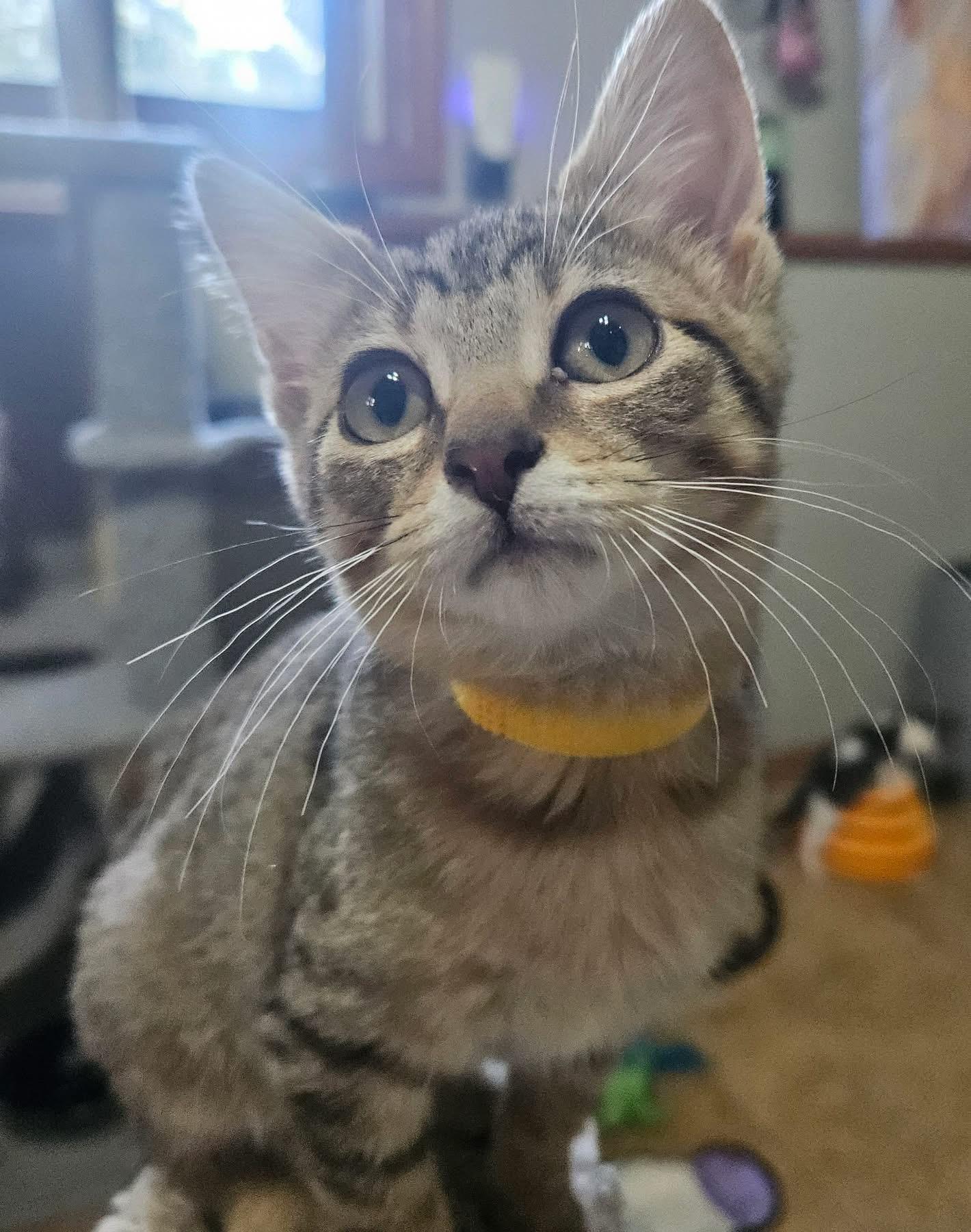 Enlarge Rose, a Adopted Tabby in Manhattan, KS image 1/2