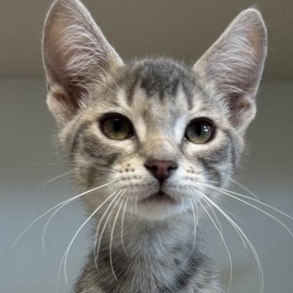 Bon, Adopted, Kitten Female Domestic Short Hair.