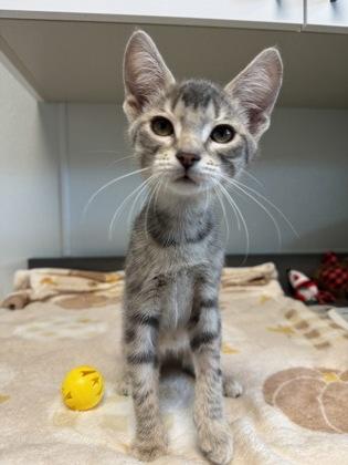 Enlarge Bon, a Adopted mixed breed in Tinley Park, IL image 3/4