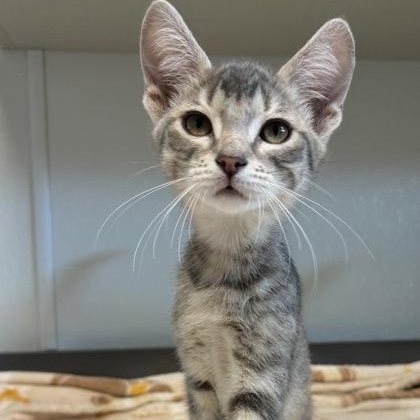 Enlarge Bon, a Adopted mixed breed in Tinley Park, IL image 4/4