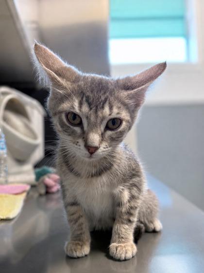 Enlarge Bon, a Adopted mixed breed in Tinley Park, IL image 2/4