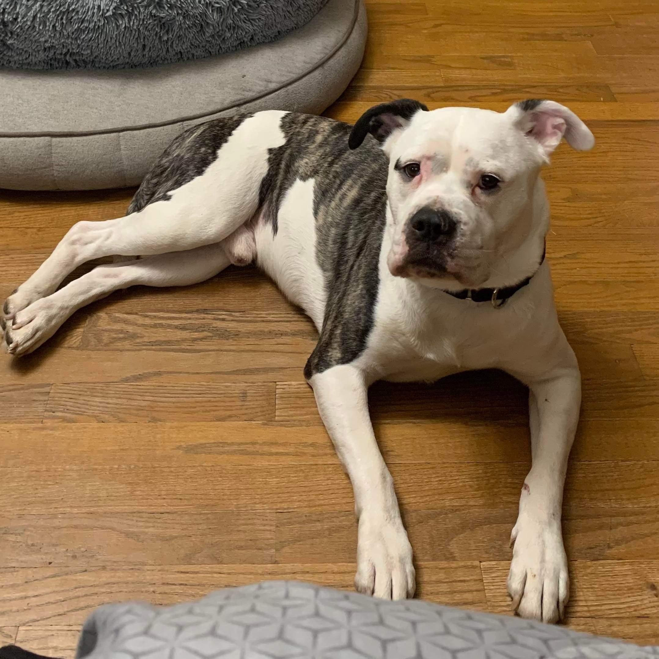 Griswold thumbnail 4