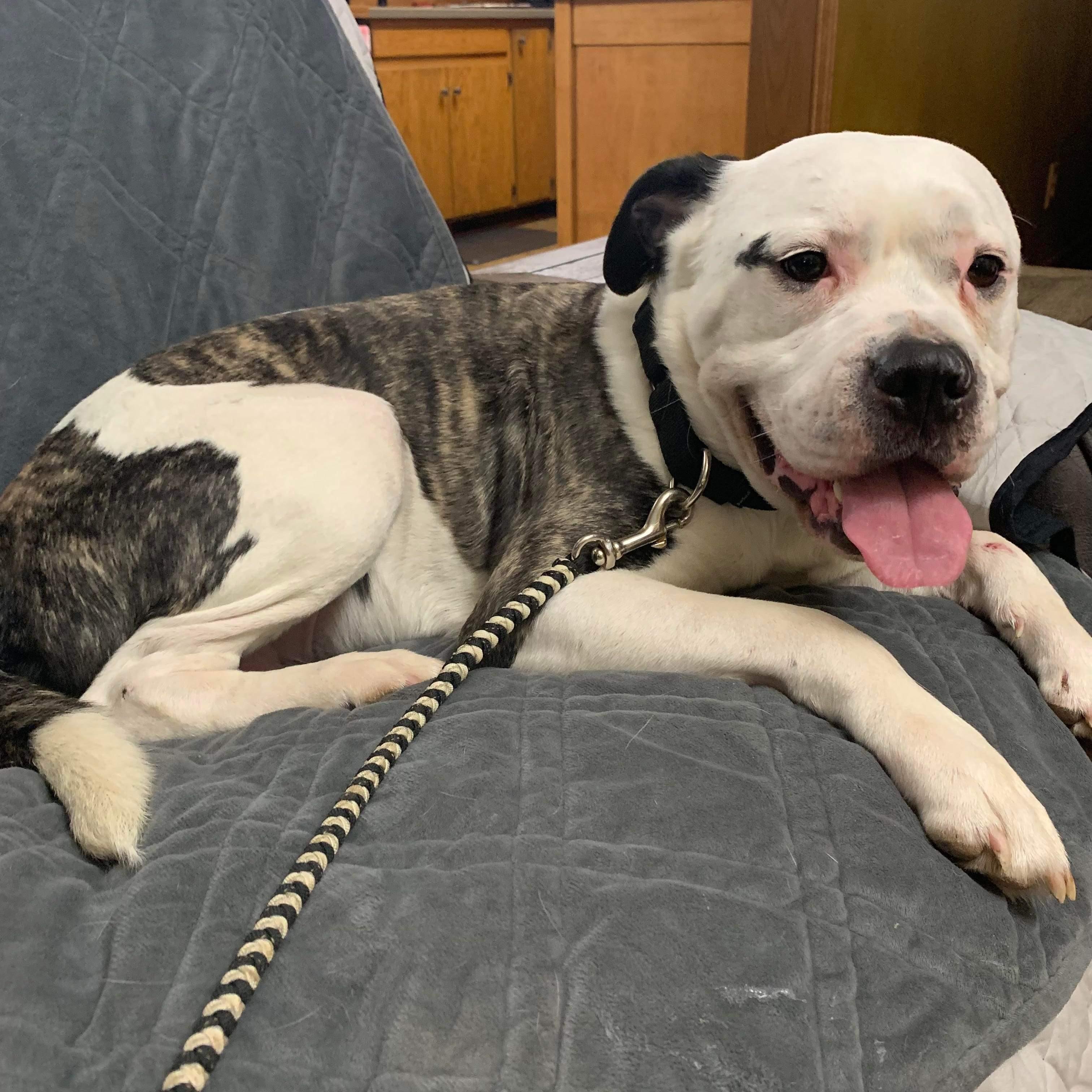 Griswold thumbnail 5