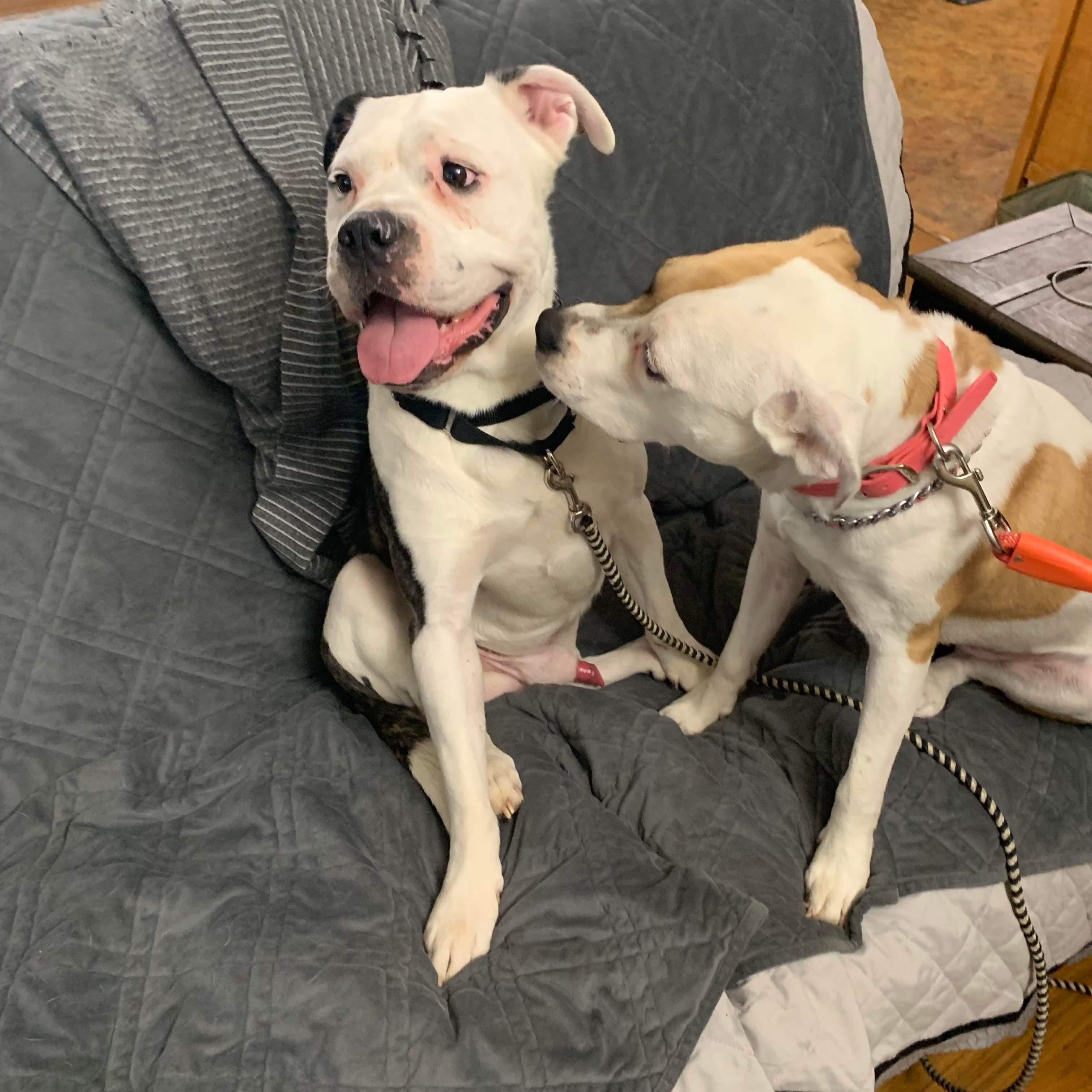 Griswold thumbnail 6