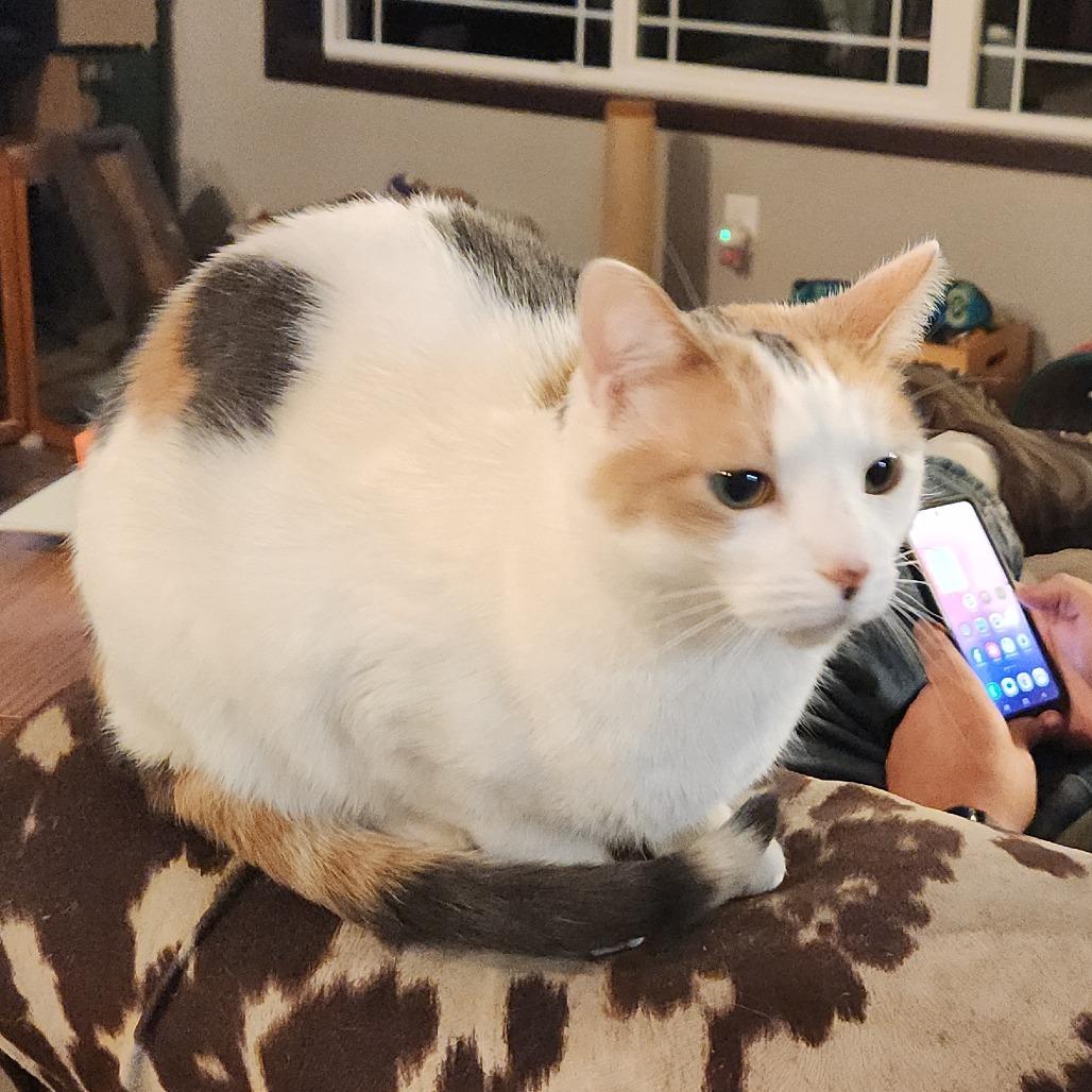 Paisley, Adoptable, Adult Female Domestic Short Hair.