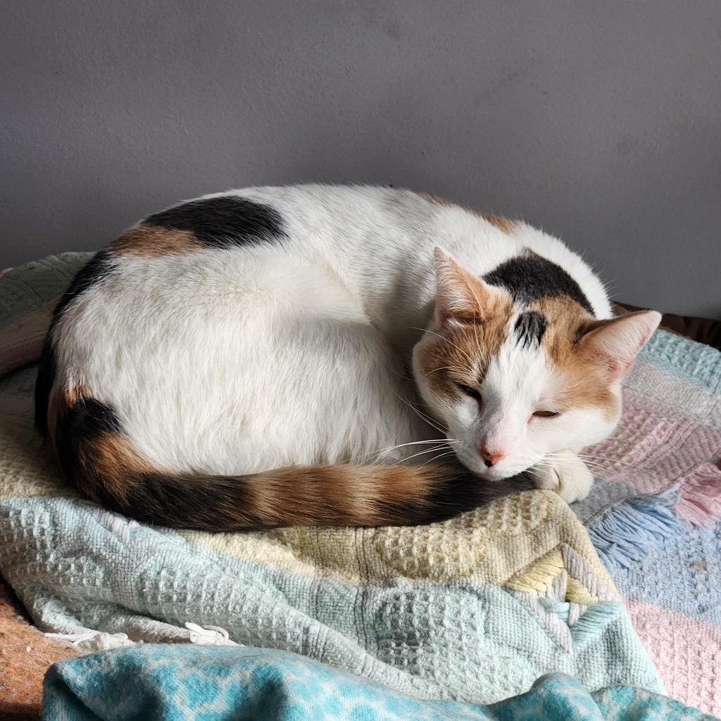 Paisley, a Adoptable Domestic Short Hair in Oak Grove, MN image 2/4