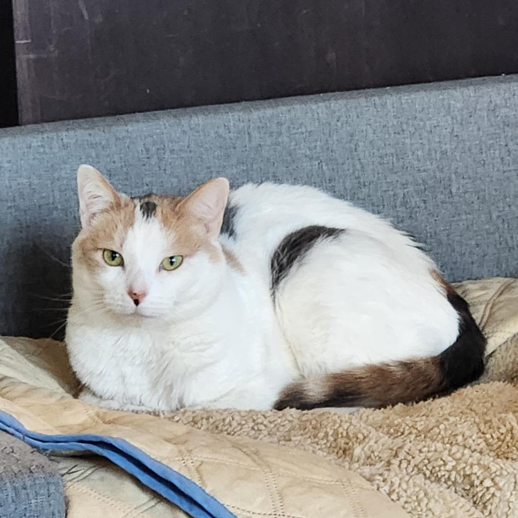 Paisley, a Adoptable Domestic Short Hair in Oak Grove, MN image 3/4