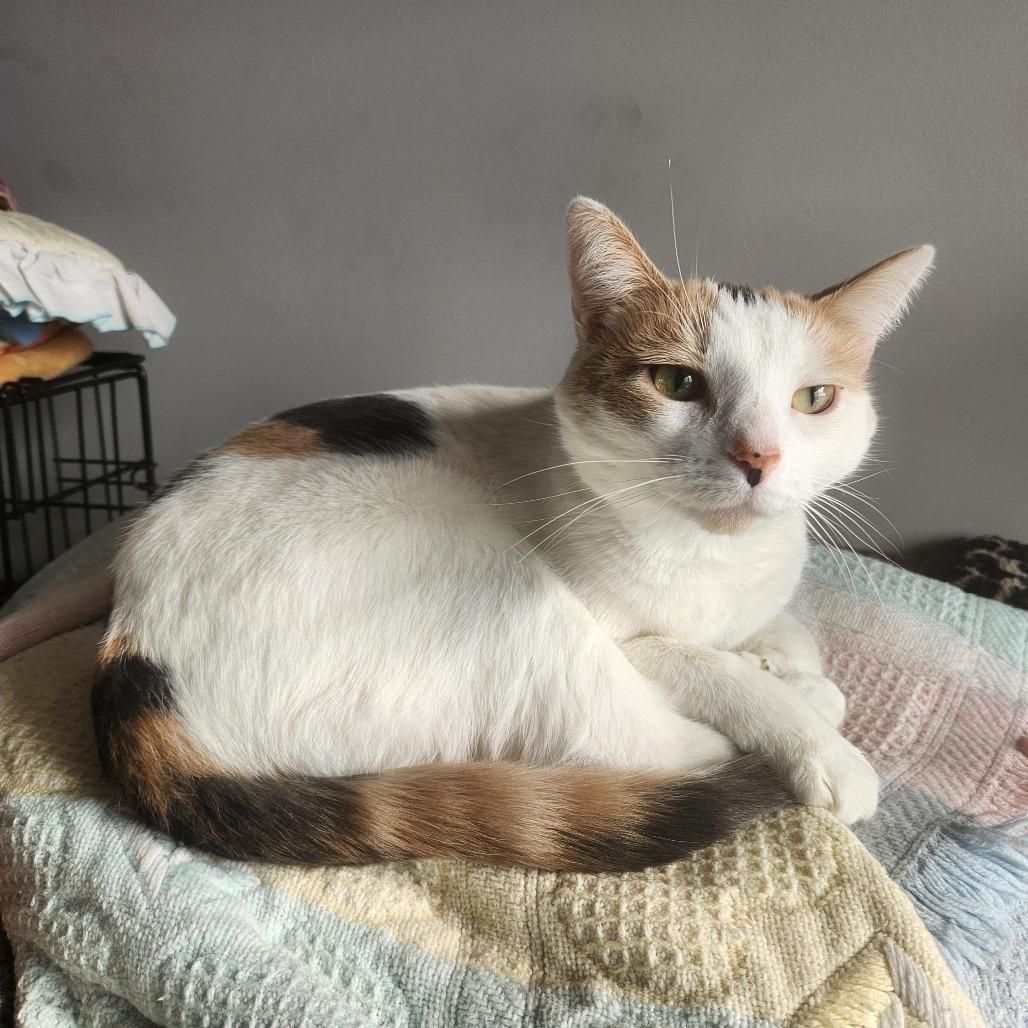 Paisley, a Adoptable Domestic Short Hair in Oak Grove, MN image 4/4