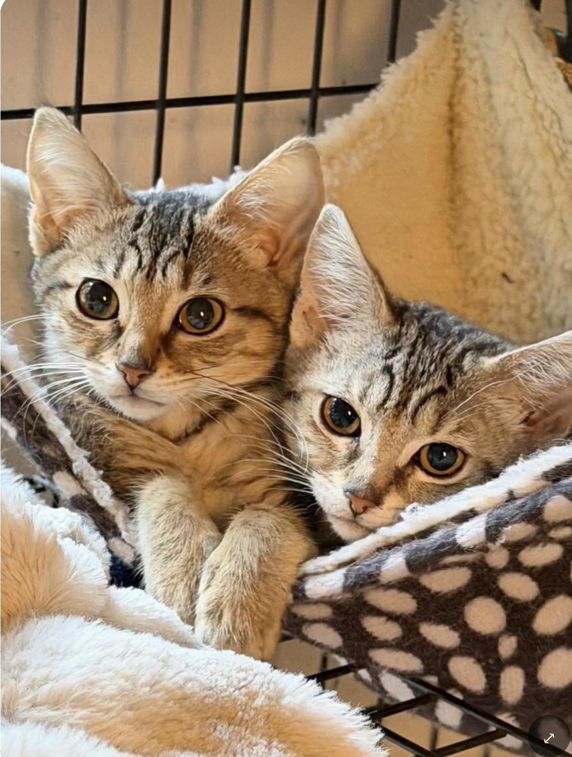 Sobee, Adoptable, Kitten Female Domestic Short Hair.