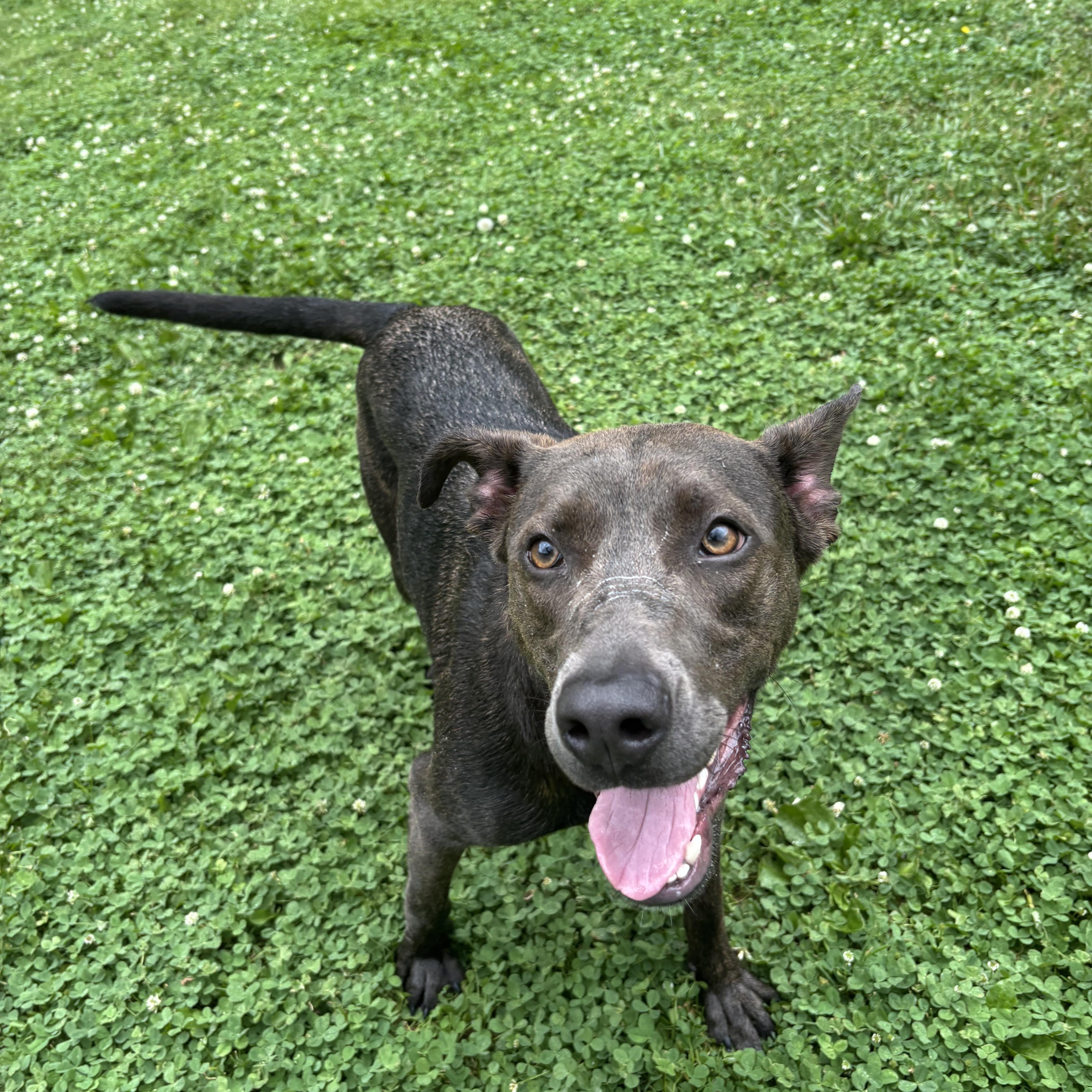 Chloe, ADOPTABLE, Young Female Mixed Breed.