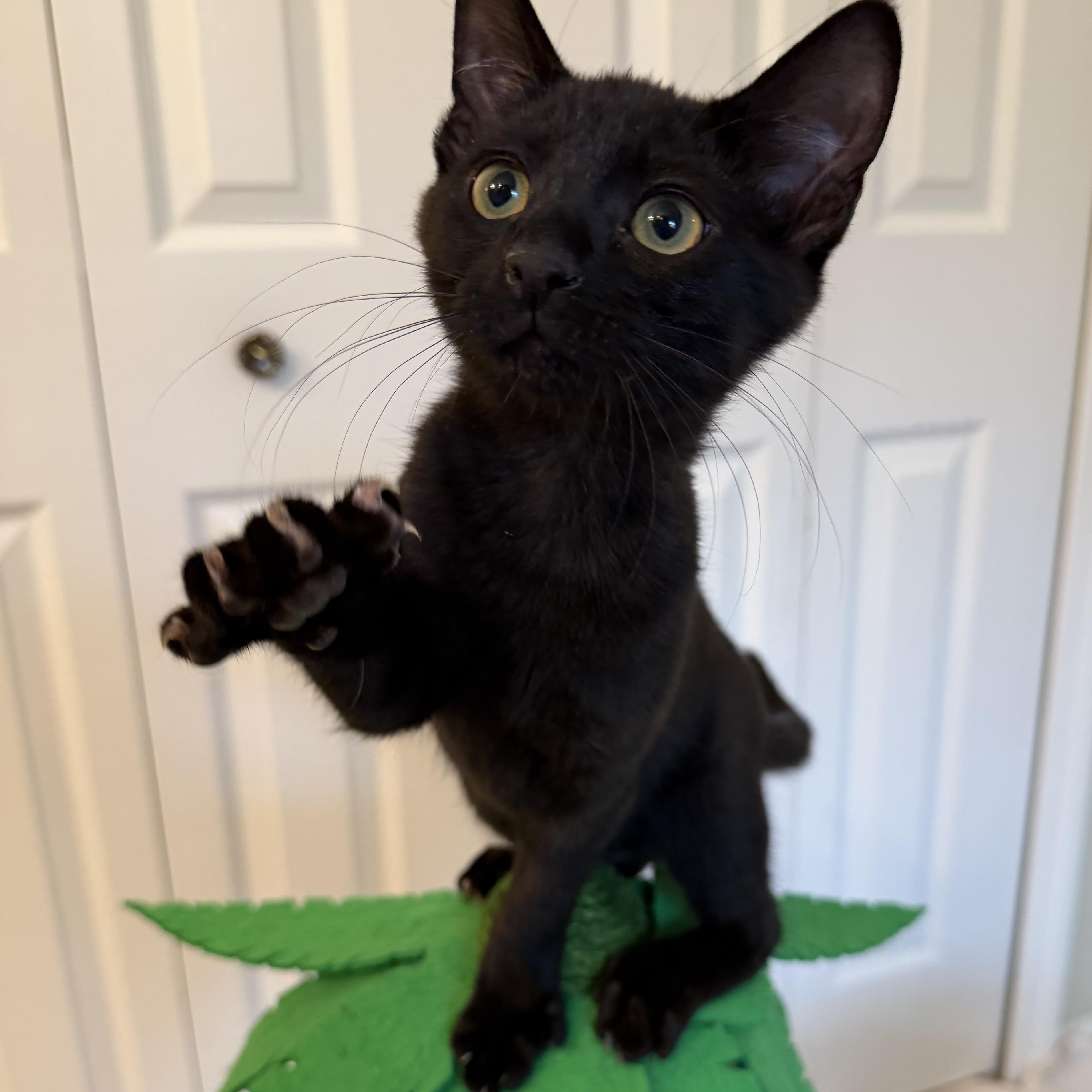 Enlarge Fozzie, a Adoptable Domestic Short Hair in jacksonville, FL image 4/5