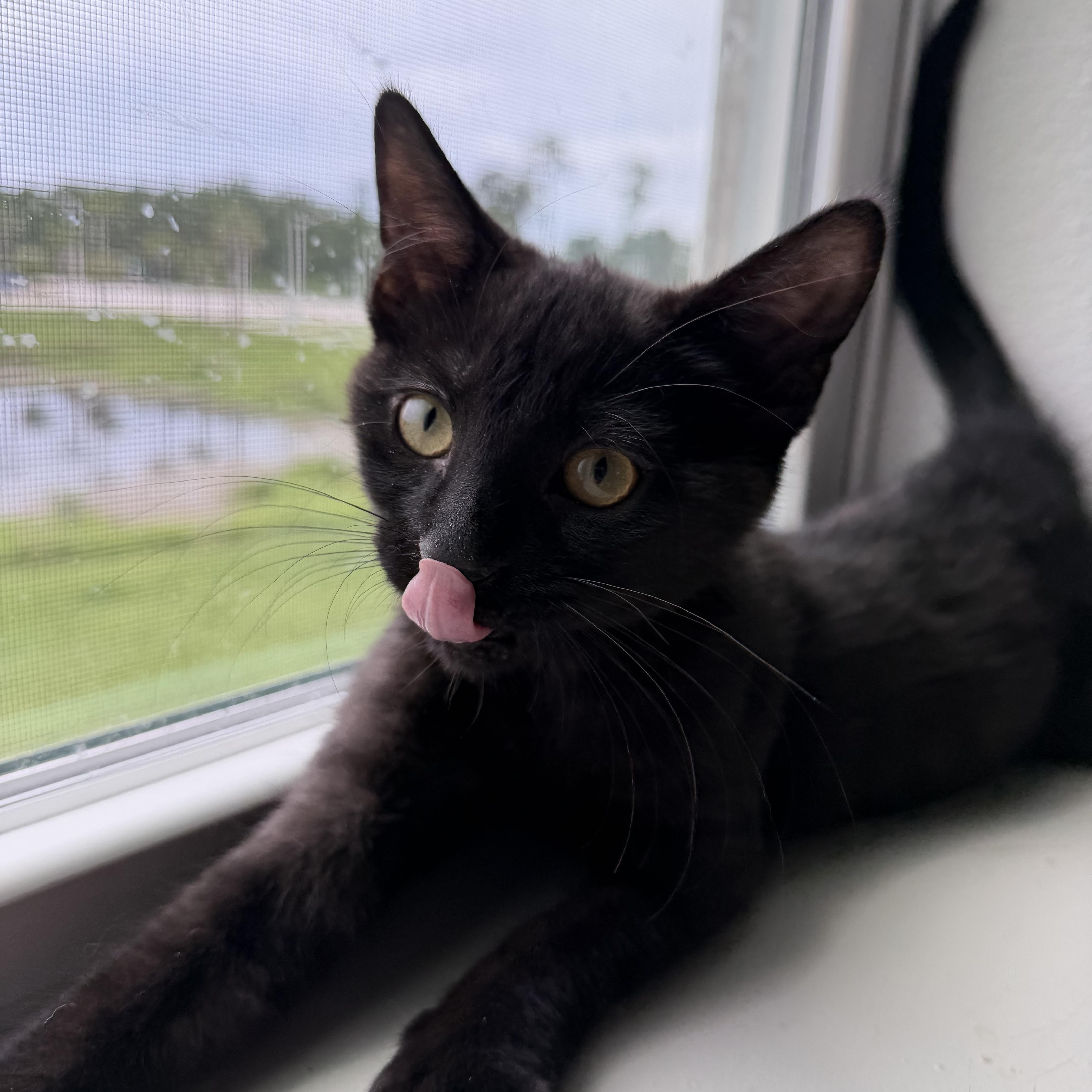 Enlarge Fozzie, a Adoptable Domestic Short Hair in jacksonville, FL image 2/5