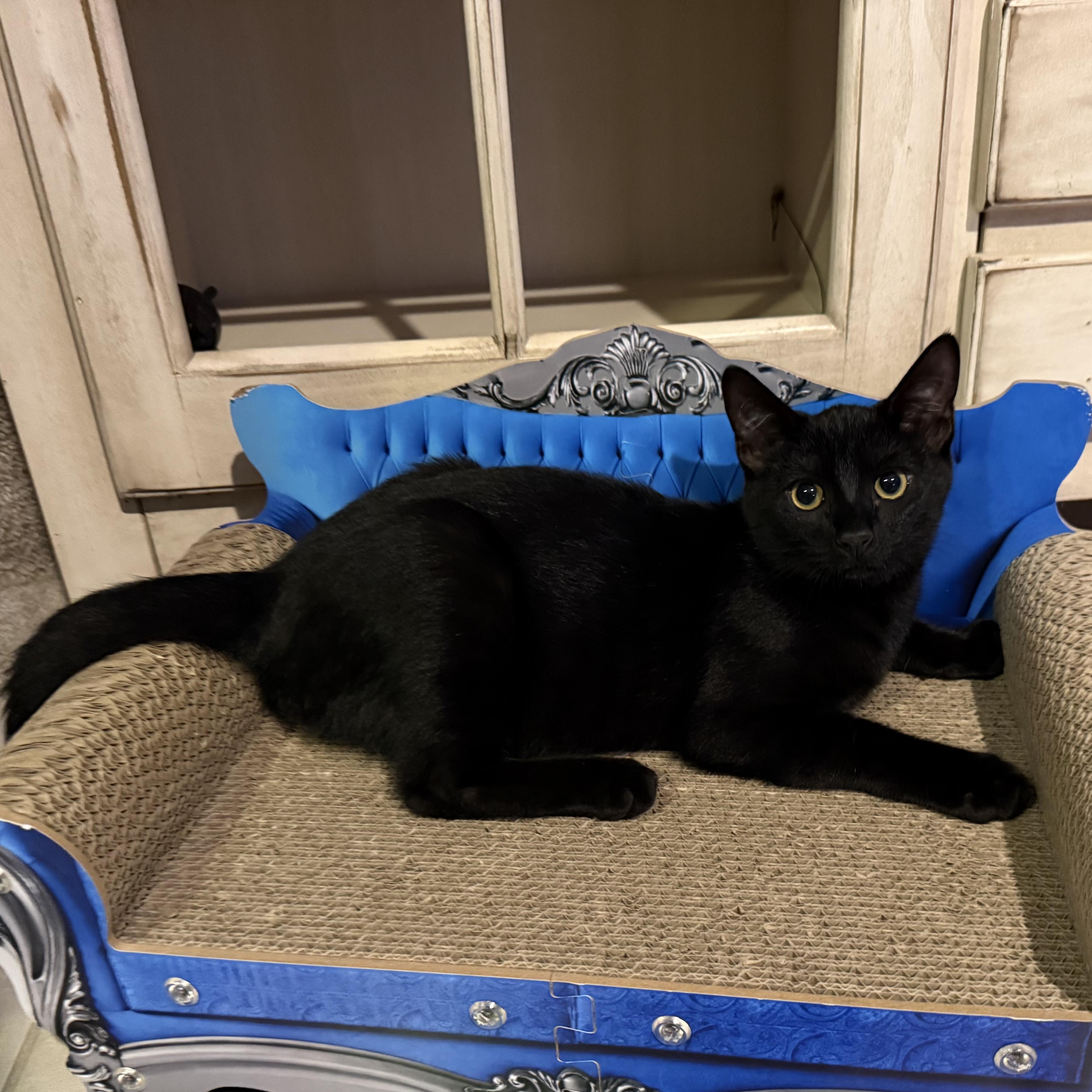 Enlarge Fozzie, a Adoptable Domestic Short Hair in jacksonville, FL image 1/5