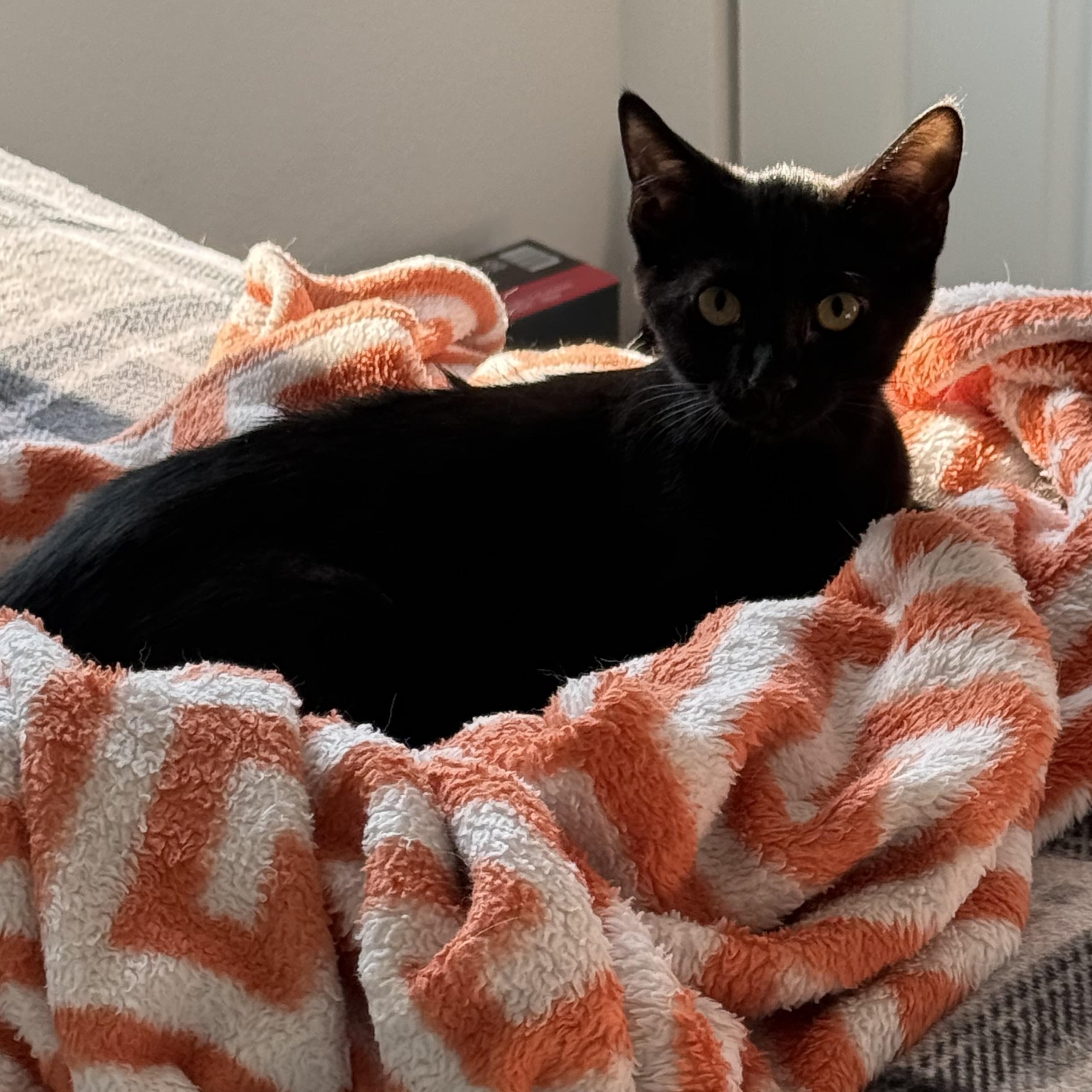 Enlarge Fozzie, a Adoptable Domestic Short Hair in jacksonville, FL image 5/5