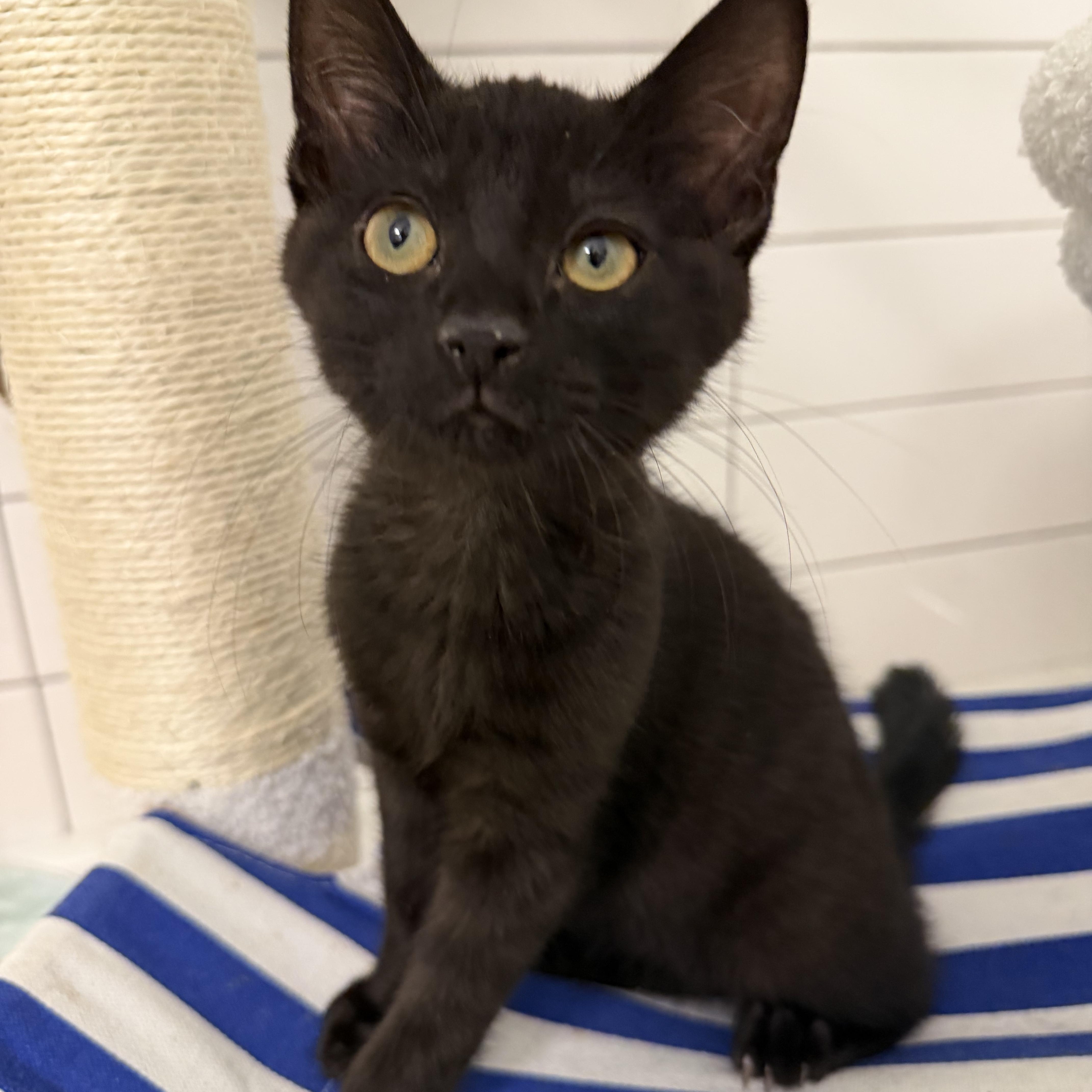 Enlarge Fozzie, a Adoptable Domestic Short Hair in jacksonville, FL image 3/5