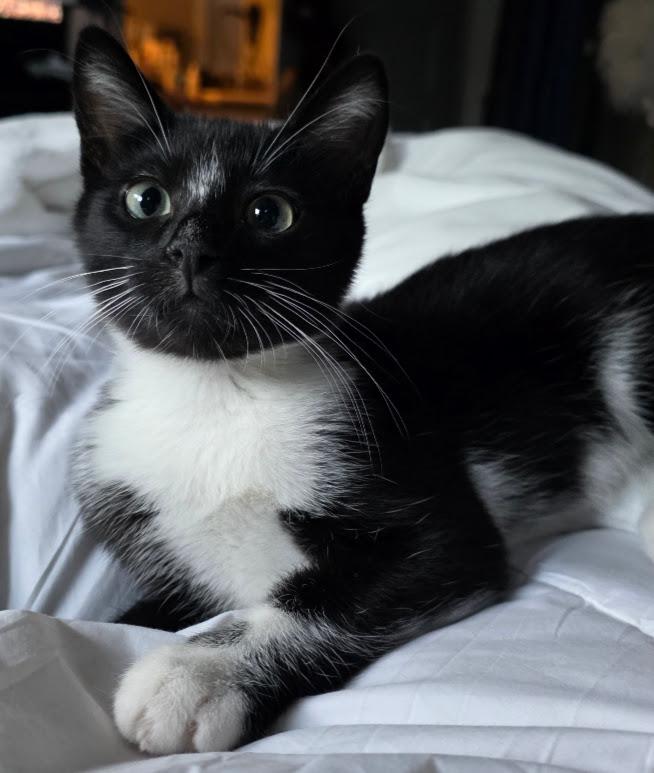 Señor Flan, a Adoptable Domestic Short Hair in Hillsboro, OR image 1/4