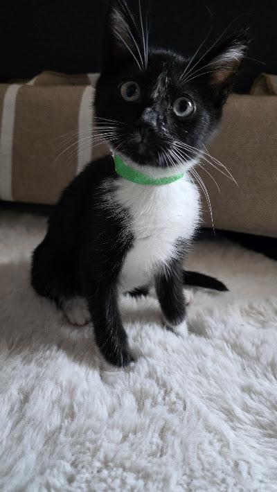 Señor Flan, a Adoptable Domestic Short Hair in Hillsboro, OR image 2/4