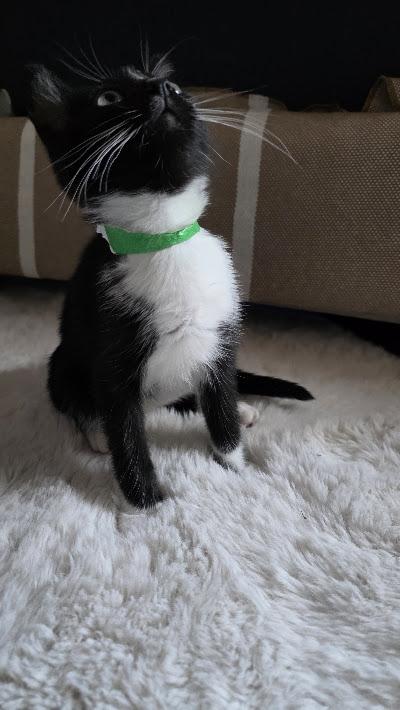 Señor Flan, a Adoptable Domestic Short Hair in Hillsboro, OR image 3/4