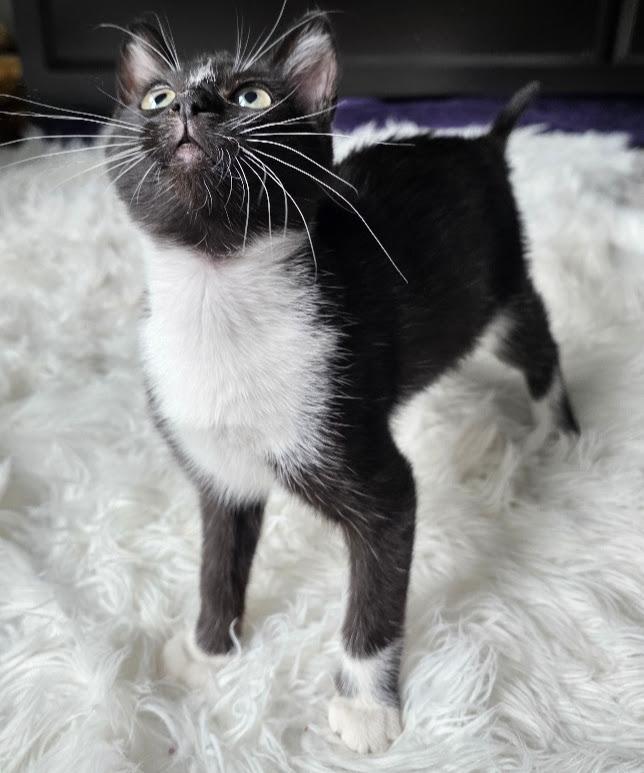 Señor Flan, a Adoptable Domestic Short Hair in Hillsboro, OR image 4/4