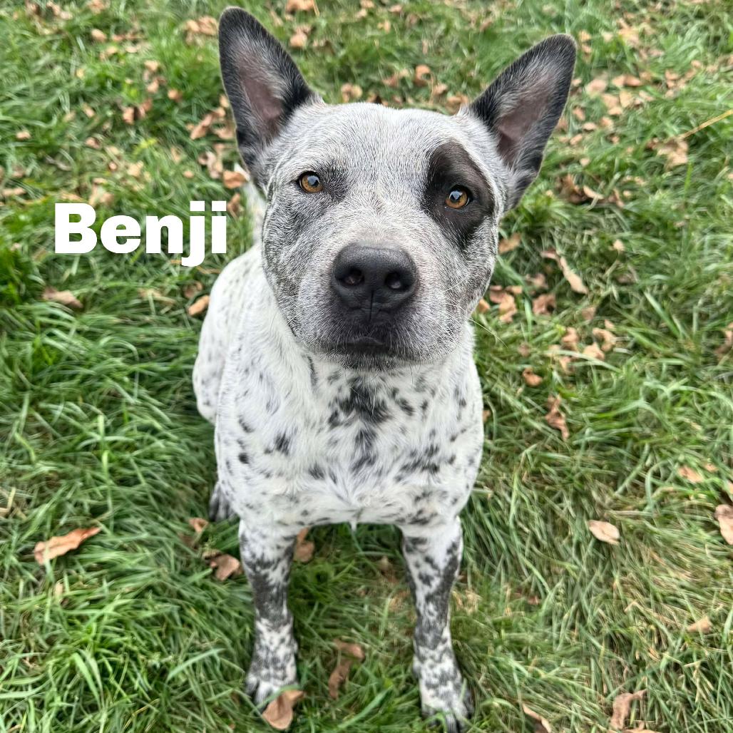 Enlarge Benji 250877, a Adoptable Mixed Breed in Escanaba, MI image 1/1