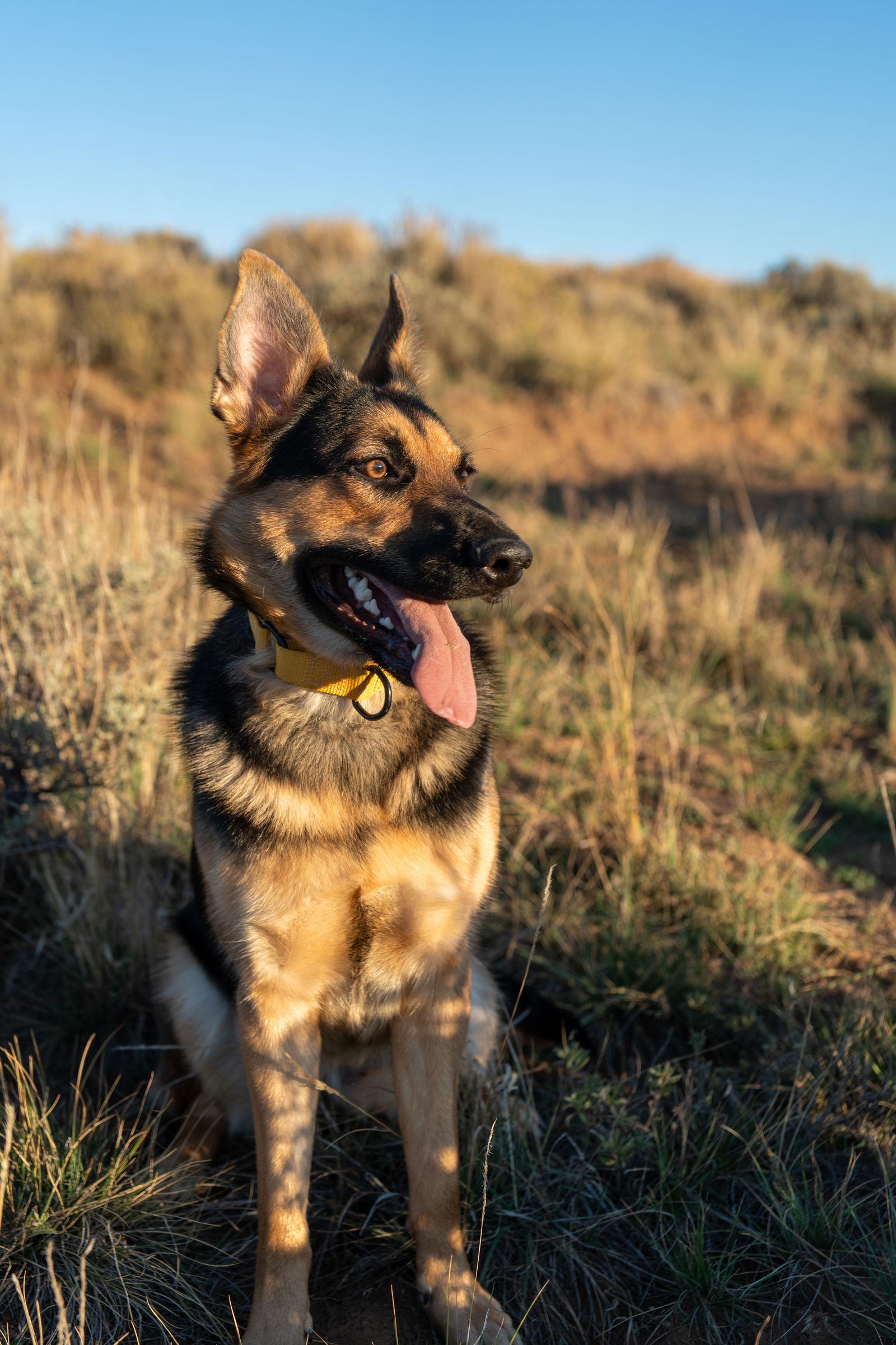 Sunset Sylvia Gillian, Adoptable, Young Female German Shepherd Dog.