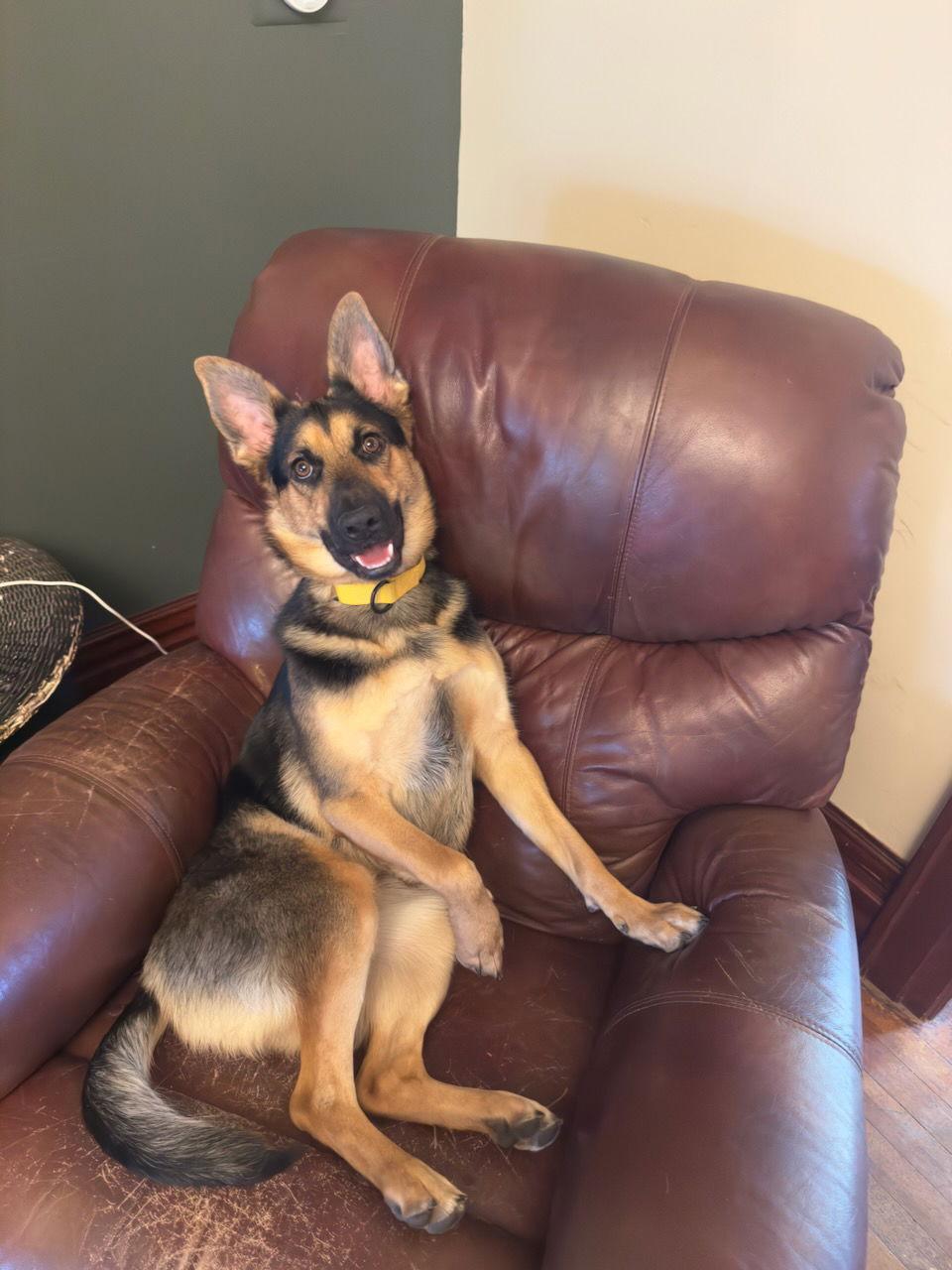 Sunset Sylvia Gillian, a Adoptable German Shepherd Dog in Lakewood, CO image 2/2