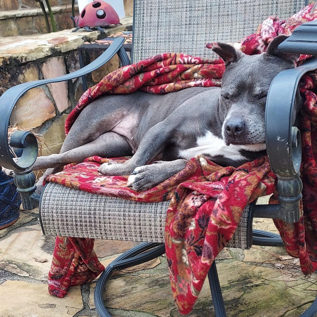Scout, Adoptable, Senior Female Pit Bull Terrier & Mixed Breed.