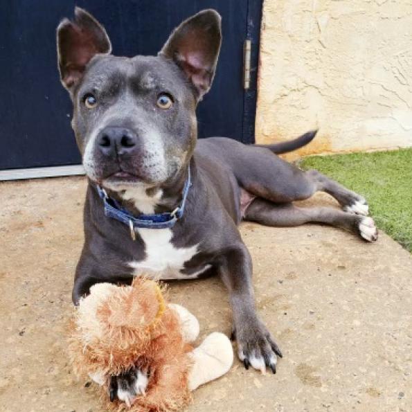 Enlarge Scout, a Adoptable mixed breed in Peachtree City, GA image 3/6