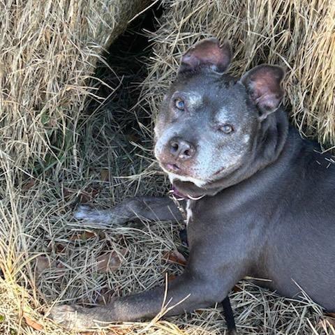 Scout, a Adoptable mixed breed in Peachtree City, GA image 5/6