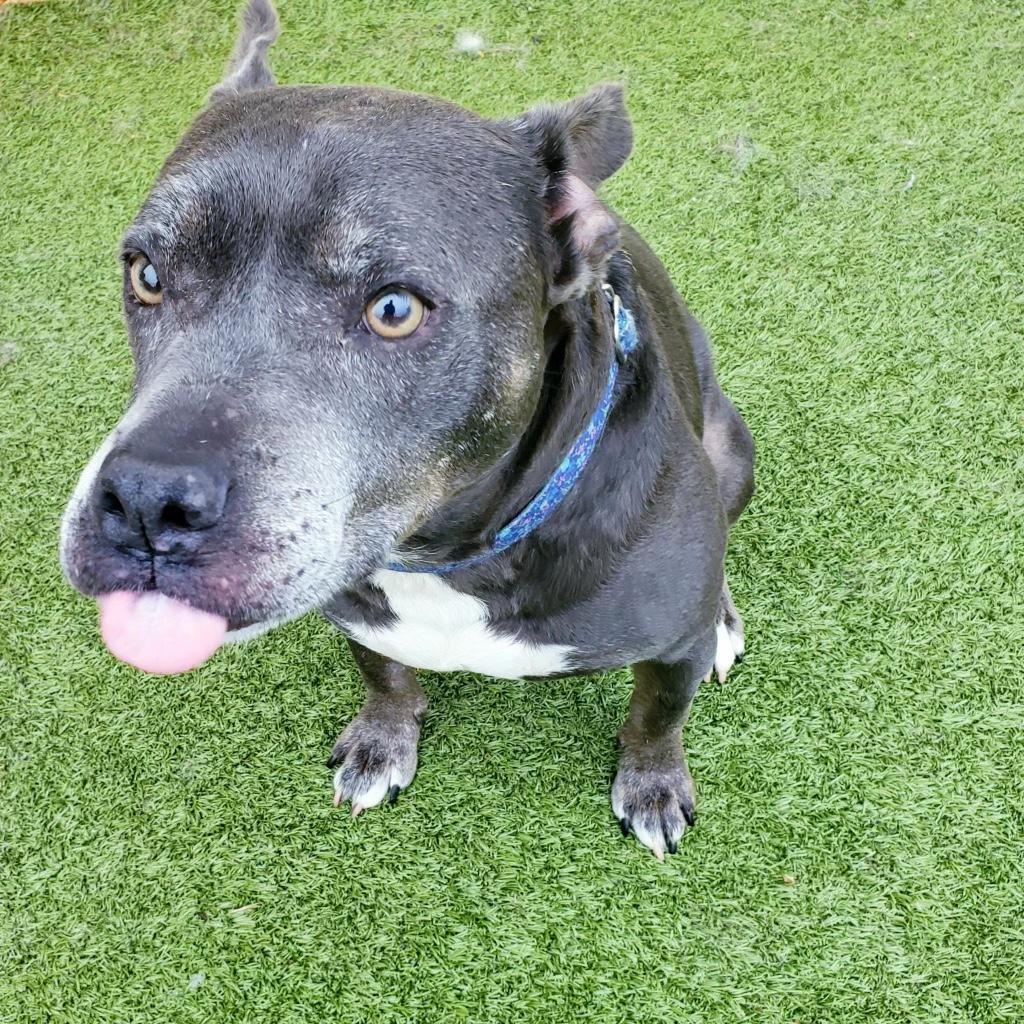 Scout, a Adoptable mixed breed in Peachtree City, GA image 6/6