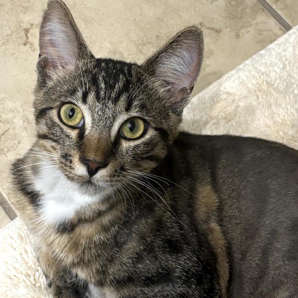 Enlarge Zuko, a Adoptable Domestic Short Hair in Long Beach, CA image 1/5