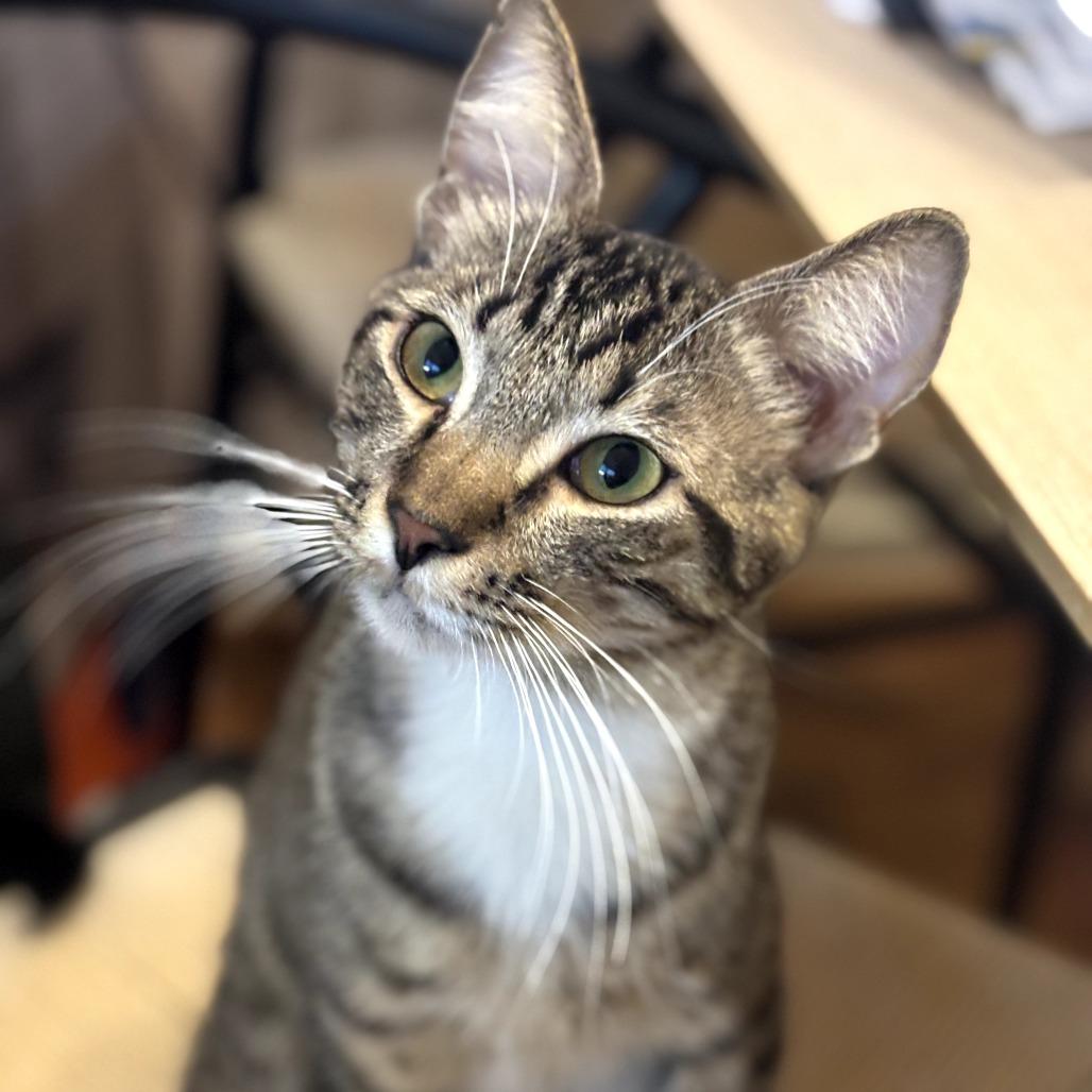 Enlarge Zuko, a Adoptable Domestic Short Hair in Long Beach, CA image 2/5