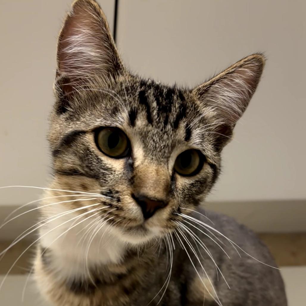 Enlarge Zuko, a Adoptable Domestic Short Hair in Long Beach, CA image 3/5